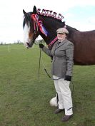 Image 264 in WORLD HORSE WELFARE SHOWING SHOW. 17 APRIL 2016