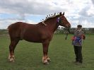Image 267 in WORLD HORSE WELFARE SHOWING SHOW. 17 APRIL 2016