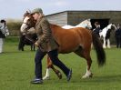 Image 27 in WORLD HORSE WELFARE SHOWING SHOW. 17 APRIL 2016