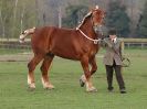 Image 29 in WORLD HORSE WELFARE SHOWING SHOW. 17 APRIL 2016
