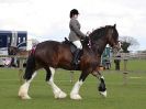 Image 293 in WORLD HORSE WELFARE SHOWING SHOW. 17 APRIL 2016