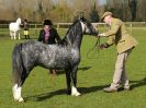 Image 31 in WORLD HORSE WELFARE SHOWING SHOW. 17 APRIL 2016