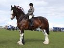 Image 312 in WORLD HORSE WELFARE SHOWING SHOW. 17 APRIL 2016