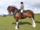 Image 313 in WORLD HORSE WELFARE SHOWING SHOW. 17 APRIL 2016