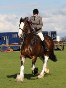 Image 315 in WORLD HORSE WELFARE SHOWING SHOW. 17 APRIL 2016