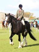 Image 319 in WORLD HORSE WELFARE SHOWING SHOW. 17 APRIL 2016