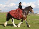 Image 340 in WORLD HORSE WELFARE SHOWING SHOW. 17 APRIL 2016
