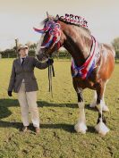 Image 365 in WORLD HORSE WELFARE SHOWING SHOW. 17 APRIL 2016