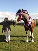 Image 366 in WORLD HORSE WELFARE SHOWING SHOW. 17 APRIL 2016