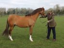 Image 368 in WORLD HORSE WELFARE SHOWING SHOW. 17 APRIL 2016