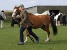 Image 370 in WORLD HORSE WELFARE SHOWING SHOW. 17 APRIL 2016