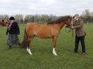 Image 374 in WORLD HORSE WELFARE SHOWING SHOW. 17 APRIL 2016