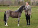 Image 45 in WORLD HORSE WELFARE SHOWING SHOW. 17 APRIL 2016