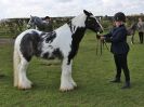 Image 49 in WORLD HORSE WELFARE SHOWING SHOW. 17 APRIL 2016