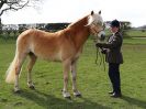 Image 51 in WORLD HORSE WELFARE SHOWING SHOW. 17 APRIL 2016