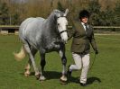 Image 52 in WORLD HORSE WELFARE SHOWING SHOW. 17 APRIL 2016