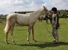 Image 55 in WORLD HORSE WELFARE SHOWING SHOW. 17 APRIL 2016