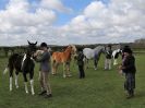 Image 57 in WORLD HORSE WELFARE SHOWING SHOW. 17 APRIL 2016