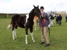 Image 58 in WORLD HORSE WELFARE SHOWING SHOW. 17 APRIL 2016