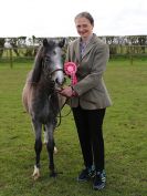 Image 61 in WORLD HORSE WELFARE SHOWING SHOW. 17 APRIL 2016