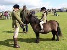 Image 82 in WORLD HORSE WELFARE SHOWING SHOW. 17 APRIL 2016