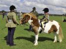 Image 95 in WORLD HORSE WELFARE SHOWING SHOW. 17 APRIL 2016