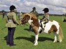 Image 95 in WORLD HORSE WELFARE SHOWING SHOW. 17 APRIL 2016