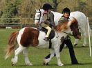 Image 97 in WORLD HORSE WELFARE SHOWING SHOW. 17 APRIL 2016