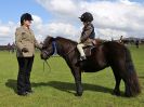 Image 99 in WORLD HORSE WELFARE SHOWING SHOW. 17 APRIL 2016