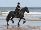 Image 100 in FRIESIANS ON HOLKHAM BEACH. 15 MAY 2016