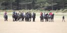 Image 3 in FRIESIANS ON HOLKHAM BEACH. 15 MAY 2016
