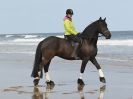Image 38 in FRIESIANS ON HOLKHAM BEACH. 15 MAY 2016