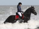 Image 67 in FRIESIANS ON HOLKHAM BEACH. 15 MAY 2016