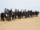 Image 7 in FRIESIANS ON HOLKHAM BEACH. 15 MAY 2016