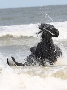 Image 82 in FRIESIANS ON HOLKHAM BEACH. 15 MAY 2016