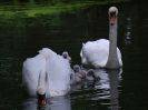 SWANS SHOW THE FAMILY TO ME.