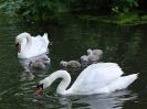 Image 2 in SWANS SHOW THE FAMILY TO ME.