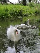 Image 3 in SWANS SHOW THE FAMILY TO ME.