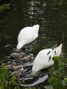 Image 4 in SWANS SHOW THE FAMILY TO ME.