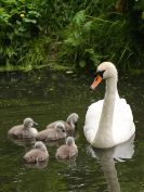 Image 5 in SWANS SHOW THE FAMILY TO ME.