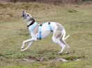 ROCKY IN HARNESS.