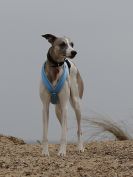 Image 11 in ROCKY IN HARNESS.