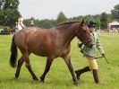 Image 69 in BECCLES AND BUNGAY RIDING CLUB. OPEN SHOW. 19 JUNE 2016. WORKING HUNTERS.