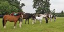 Image 112 in BECCLES AND BUNGAY RIDING CLUB. OPEN SHOW. 19 JUNE 2016. RINGS 2  3  AND 4