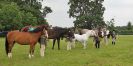 Image 112 in BECCLES AND BUNGAY RIDING CLUB. OPEN SHOW. 19 JUNE 2016. RINGS 2 3 AND 4