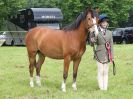 Image 113 in BECCLES AND BUNGAY RIDING CLUB. OPEN SHOW. 19 JUNE 2016. RINGS 2  3  AND 4