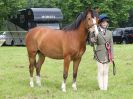 Image 113 in BECCLES AND BUNGAY RIDING CLUB. OPEN SHOW. 19 JUNE 2016. RINGS 2 3 AND 4