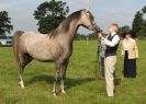 Image 14 in BECCLES AND BUNGAY RIDING CLUB. OPEN SHOW. 19 JUNE 2016. RINGS 2  3  AND 4
