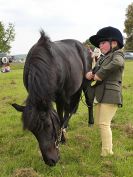 Image 177 in BECCLES AND BUNGAY RIDING CLUB. OPEN SHOW. 19 JUNE 2016. RINGS 2  3  AND 4