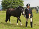 Image 181 in BECCLES AND BUNGAY RIDING CLUB. OPEN SHOW. 19 JUNE 2016. RINGS 2  3  AND 4